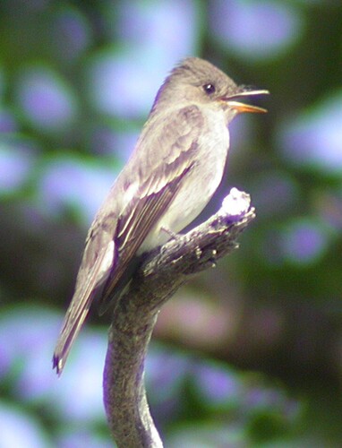 Western Wood-Pewee