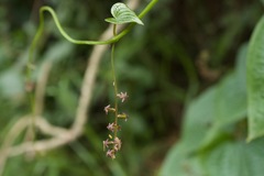 Dioscorea piperifolia