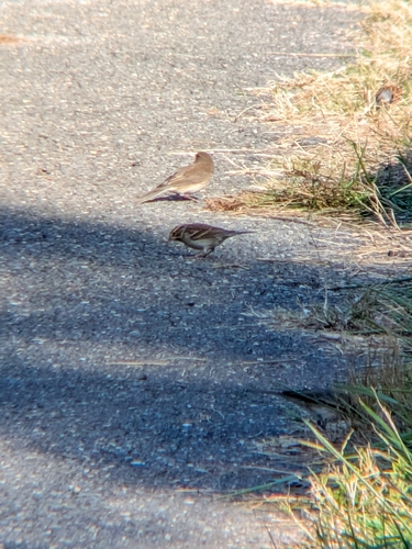 Chipping Sparrow