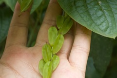 Dioscorea piperifolia