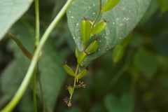 Dioscorea piperifolia