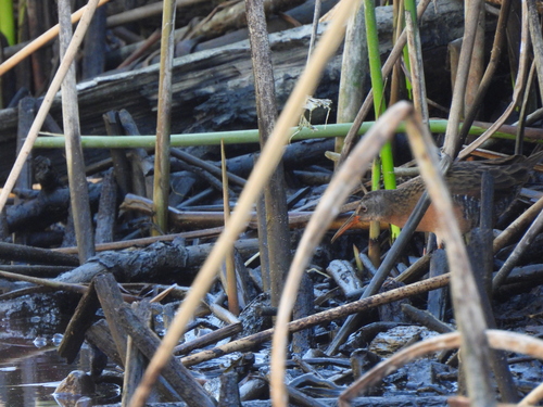 Virginia Rail