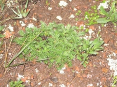 Acaena pinnatifida californica