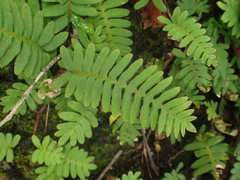 Pleopeltis burchellii image