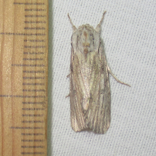 Albula observed 2026-10-25