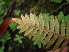 Pleopeltis polypodioides burchellii