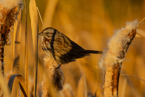 Song Sparrow