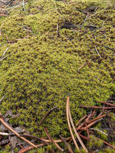 Star Moss