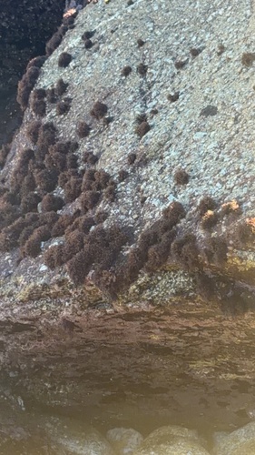 Endocladia muricata observed 2026-10-24
