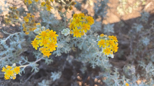 Eriophyllum staechadifolium, 2026-10-24