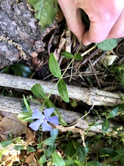 Vinca minor
