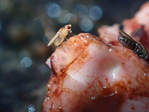 Cadrema pallida observed 2026-10-25