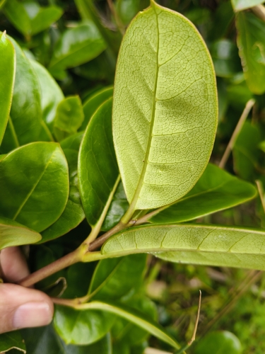 Coprosma lucida observed 2026-10-26