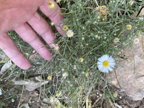 Plains fleabane