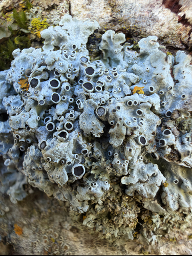 Frosted Rosette Lichen