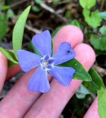 Vinca minor