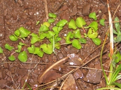 Dichondra donelliana