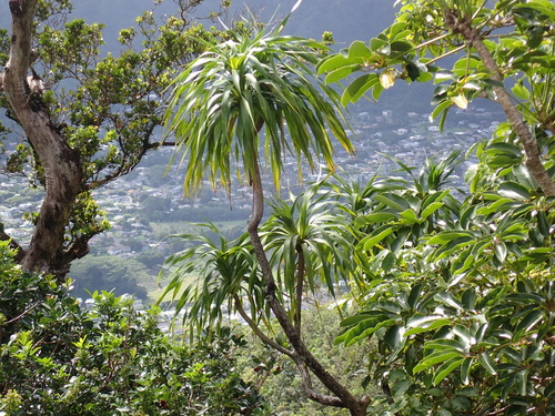 Dracaena halapepe observed 2026-10-10