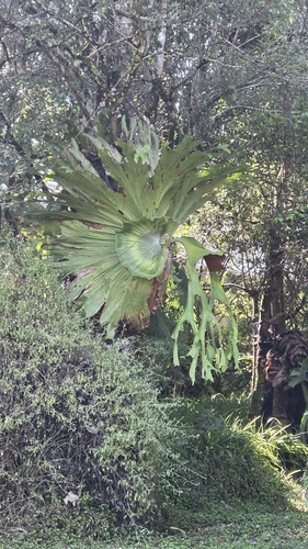Platycerium observed 2026-10-26