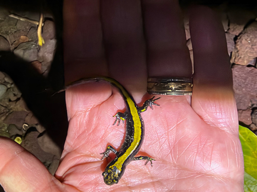 Ambystoma macrodactylum, 2026-10-25