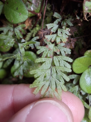 Hymenophyllum observed 2026-10-26