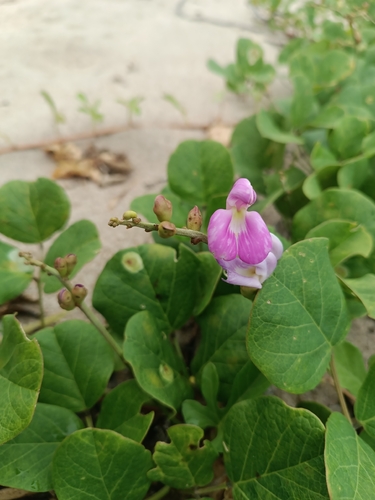 Canavalia rosea observed 2026-10-25