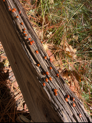 Convergent Lady Beetle