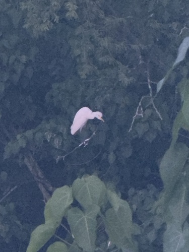 Bubulcus ibis observed 2026-10-25