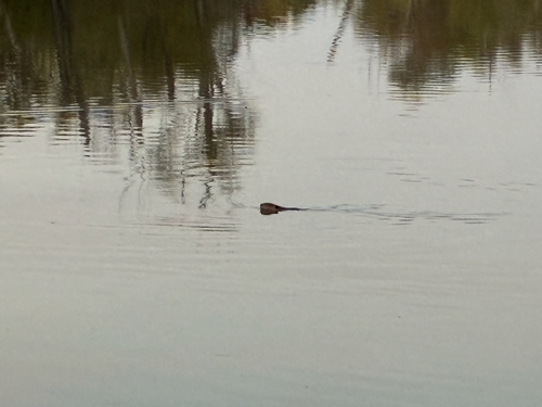 American Beaver