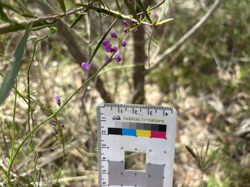 Comesperma volubile observed 2026-10-26
