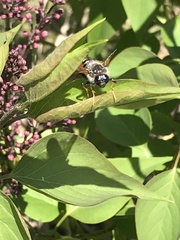 Trichiosoma triangulum