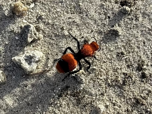 Common Eastern Velvet Ant