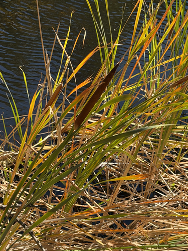 southern cattail