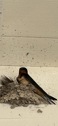 Barn Swallow