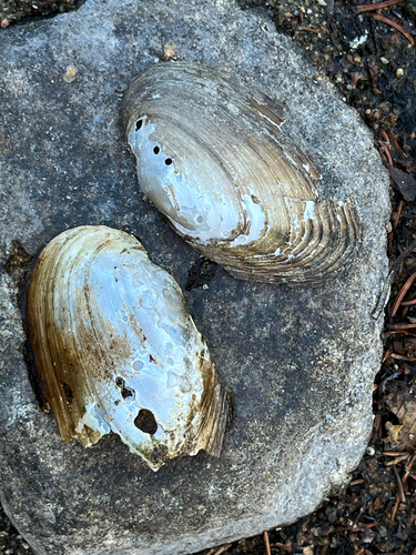 Anodonta observed 2026-10-25