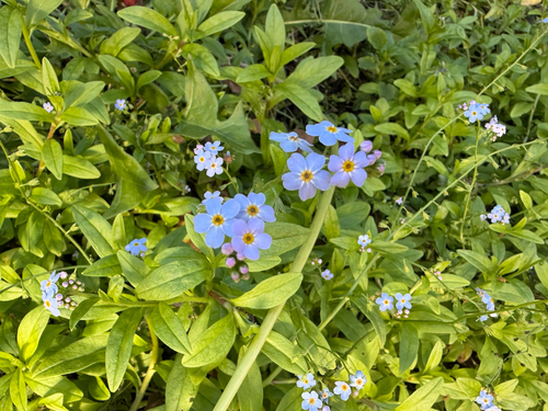Myosotis scorpioides observed 2026-10-25