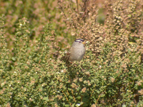 White-crowned Sparrow