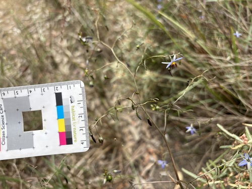 Dianella revoluta observed 2026-10-26