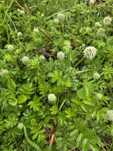 Acaena novae-zelandiae observed 2026-10-26