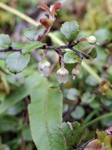Gaultheria antipoda observed 2026-10-26