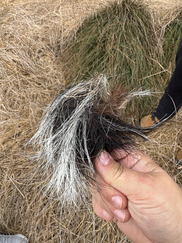 Striped Skunk