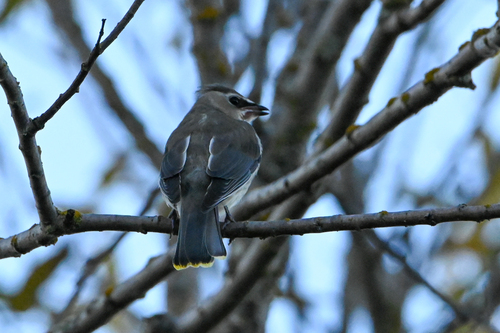 Cedar Waxwing
