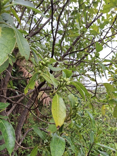 Coprosma lucida observed 2026-10-26