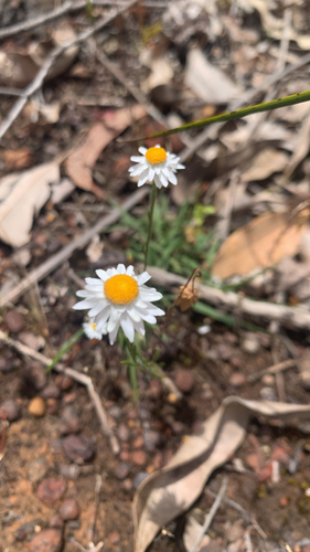 Cotula, 2026-10-26