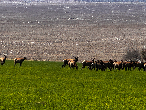 Tule Elk