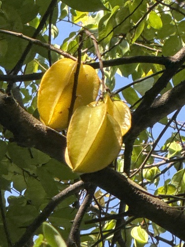 Averrhoa carambola observed 2026-10-26