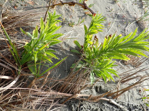 Erigeron bonariensis observed 2026-10-26