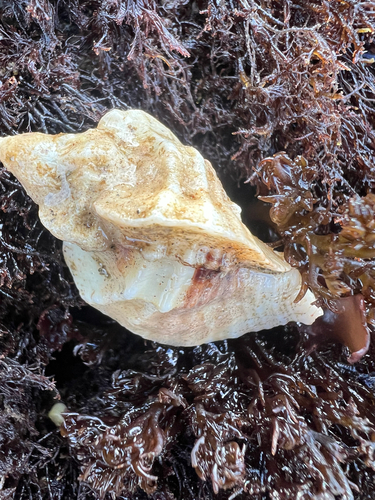 Ceratostoma foliatum observed 2026-10-25