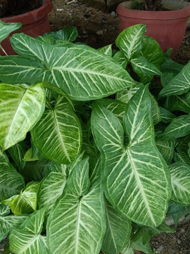 Syngonium observed 2026-10-26