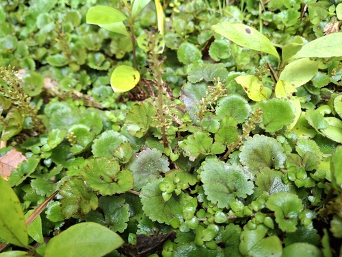 Gunnera observed 2026-10-26